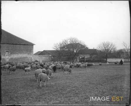 Troupeau de moutons au pâturage (Meurthe-et-Moselle)